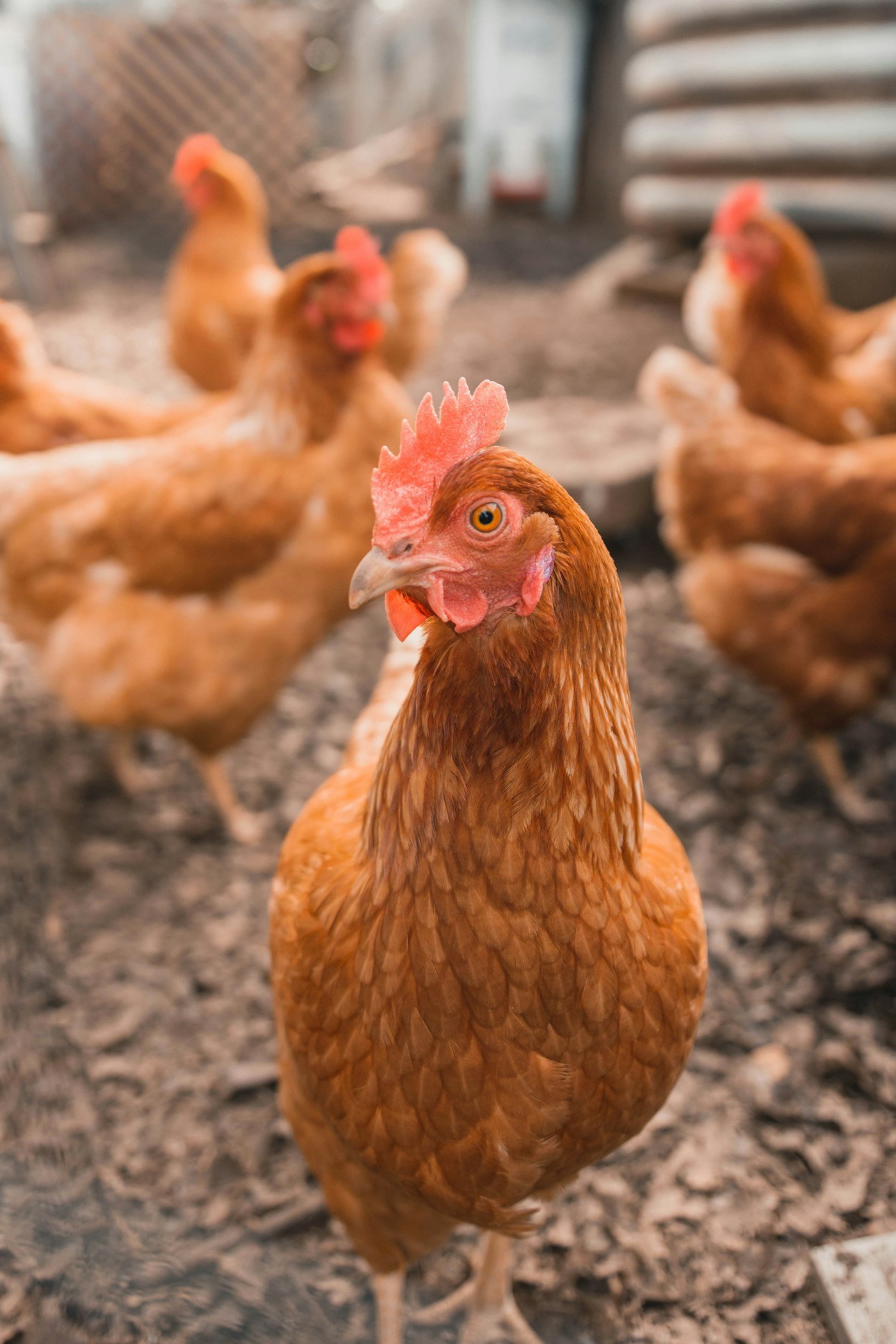 Cattios and chicken coops